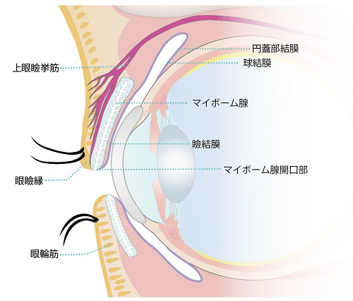霰粒腫の治療
